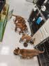 皇家狗粮 幼犬奶糕幼犬狗粮宠物中型犬MES30 全价犬粮 ≤2月10KG 实拍图