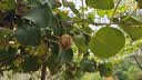 佳沛（zespri）新西兰金奇异果12粒特大果124-146g猕猴桃水果礼盒 实拍图