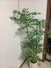 未欧南天竹仿真绿植盆栽高端轻奢室内客厅装饰摆件大型造景落地假花树 4杆南天竹+轻奢花盆 180cm 实拍图