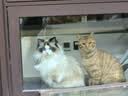 皇家猫粮 成猫猫粮 室内长毛猫 ILH35 通用粮 1-7岁 4.5KG 实拍图