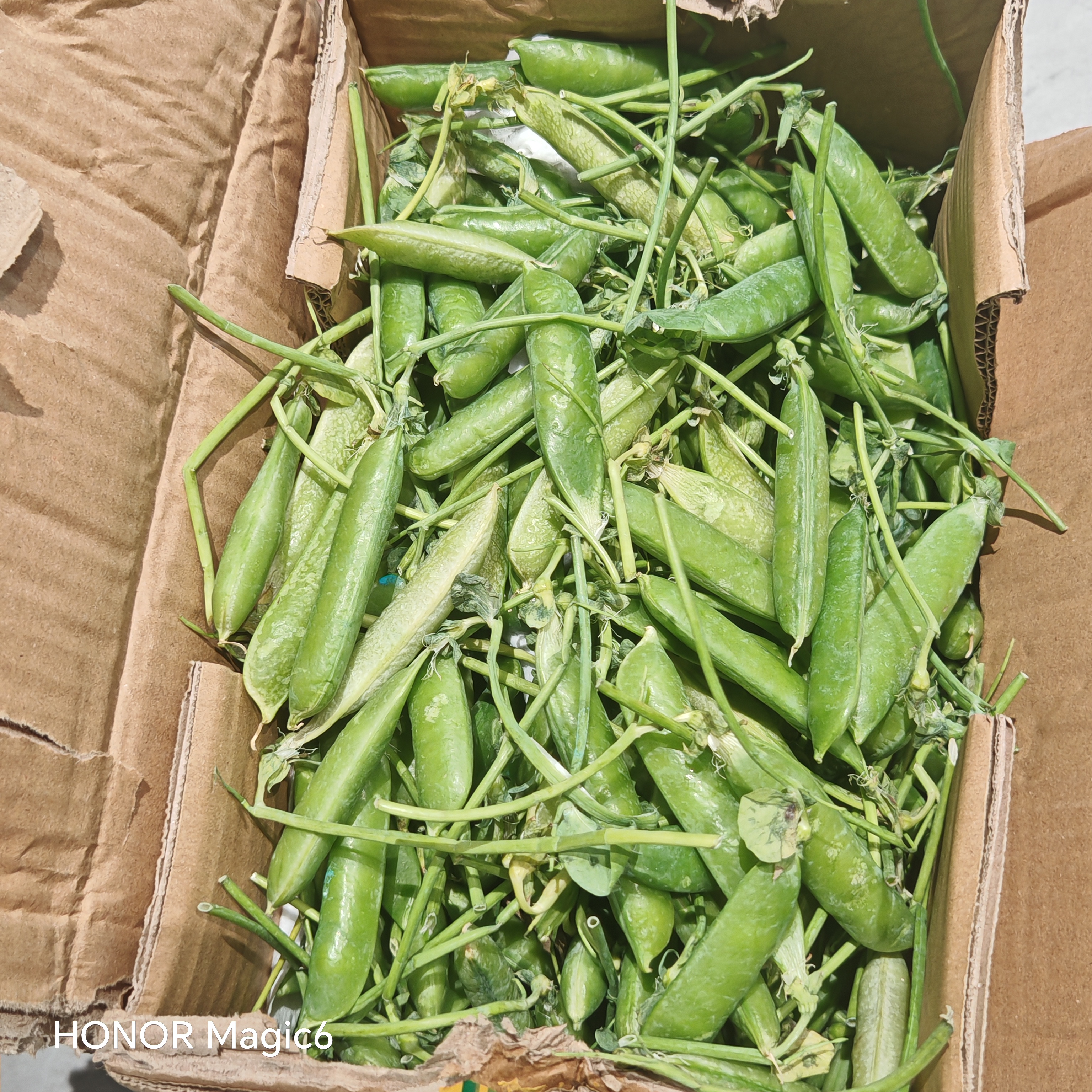 中鲜生 云南新鲜豌豆 甜豌豆新鲜蔬菜现摘豆角 净重4.5斤【好划算】鲜嫩饱满 实拍图