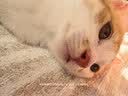凯锐思猫粮鲜肉幼猫猫粮1-12月奶糕助力免疫鲜肉冻干双拼幼猫粮 【助力成长】4-12月鲜肉冻干双拼4斤 实拍图