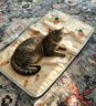 HELLOJOY宠物电热毯防水恒温加热垫狗窝猫窝专用冬天窝猫咪狗狗保暖电褥子 实拍图