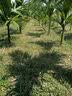 科迈克锂电池充电式电动割草机大功率家用小型除草机园林农用手持神器 大功率无刷工业20节电芯长续航款 实拍图