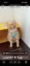 冠能猫粮成猫猫粮鸡肉味7kg 全价猫粮 稳固免疫 适口性强 实拍图