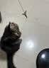 CFA赛级逗猫棒猫咪玩具长杆羽毛替换头耐抓咬猫玩具用品自嗨解闷 CFA赛级长杆逗猫棒-木杆弹簧款 实拍图