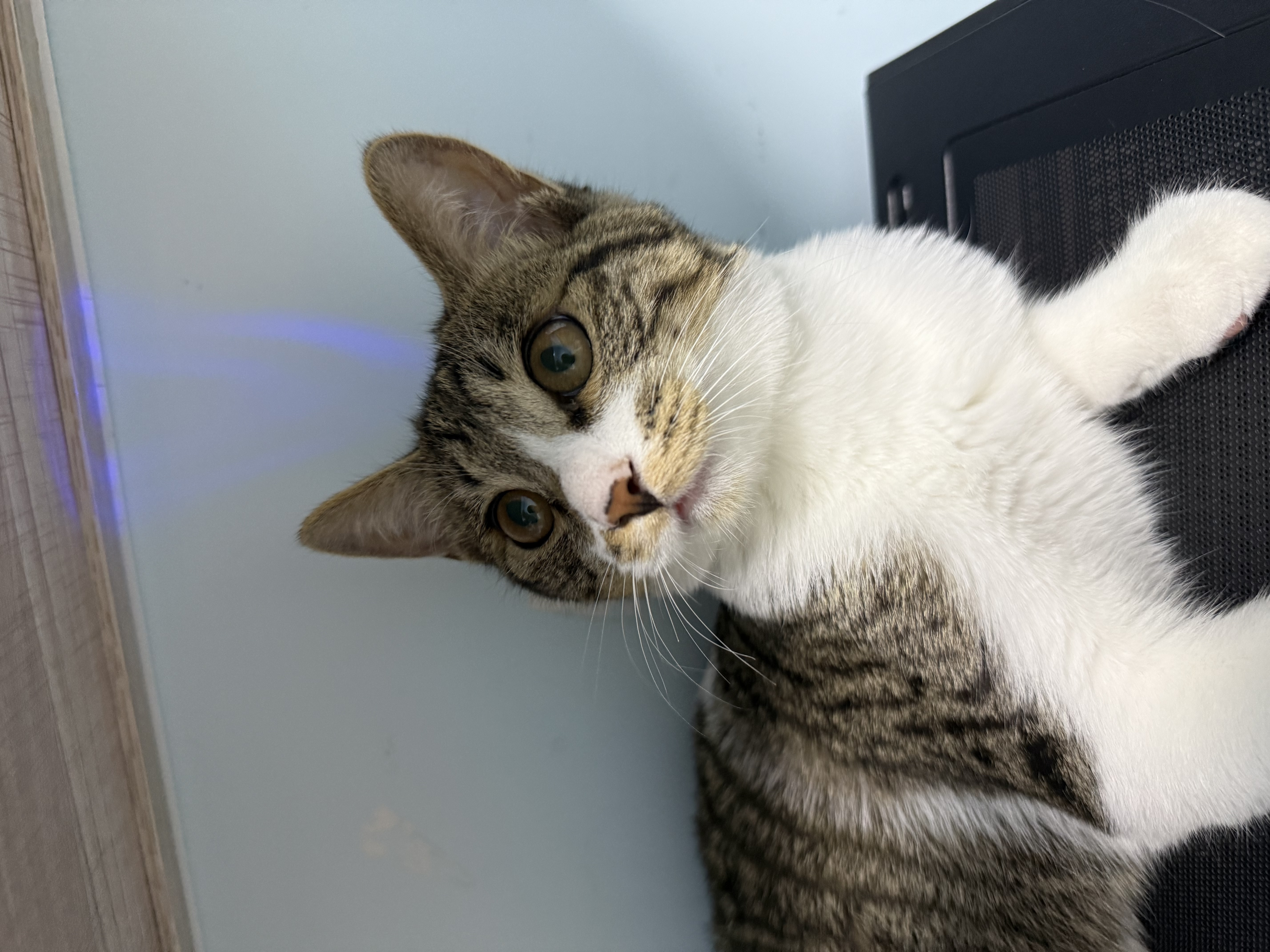多特思猫零食猫条混合口味15g100支0添加0诱食剂防掉毛成幼猫咪鱼油罐头 实拍图