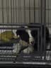 喵先生狗笼子 狗笼小中大型犬加粗加固金毛拉布拉多一体带厕所分离笼子 方管框架+加粗铁丝【96*65*78cm】60斤内适用 实拍图