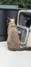 pidan混合豆腐猫砂 除臭结团经典款豆腐膨润土皮蛋猫砂2.4kg*8包 实拍图