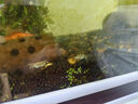 泽驭名宠迷你蟹辣椒蟹宠物鱼缸观赏蟹淡水活体草缸可深水养殖小螃蟹除藻蟹 白爪辣椒蟹30只+5只备损 实拍图