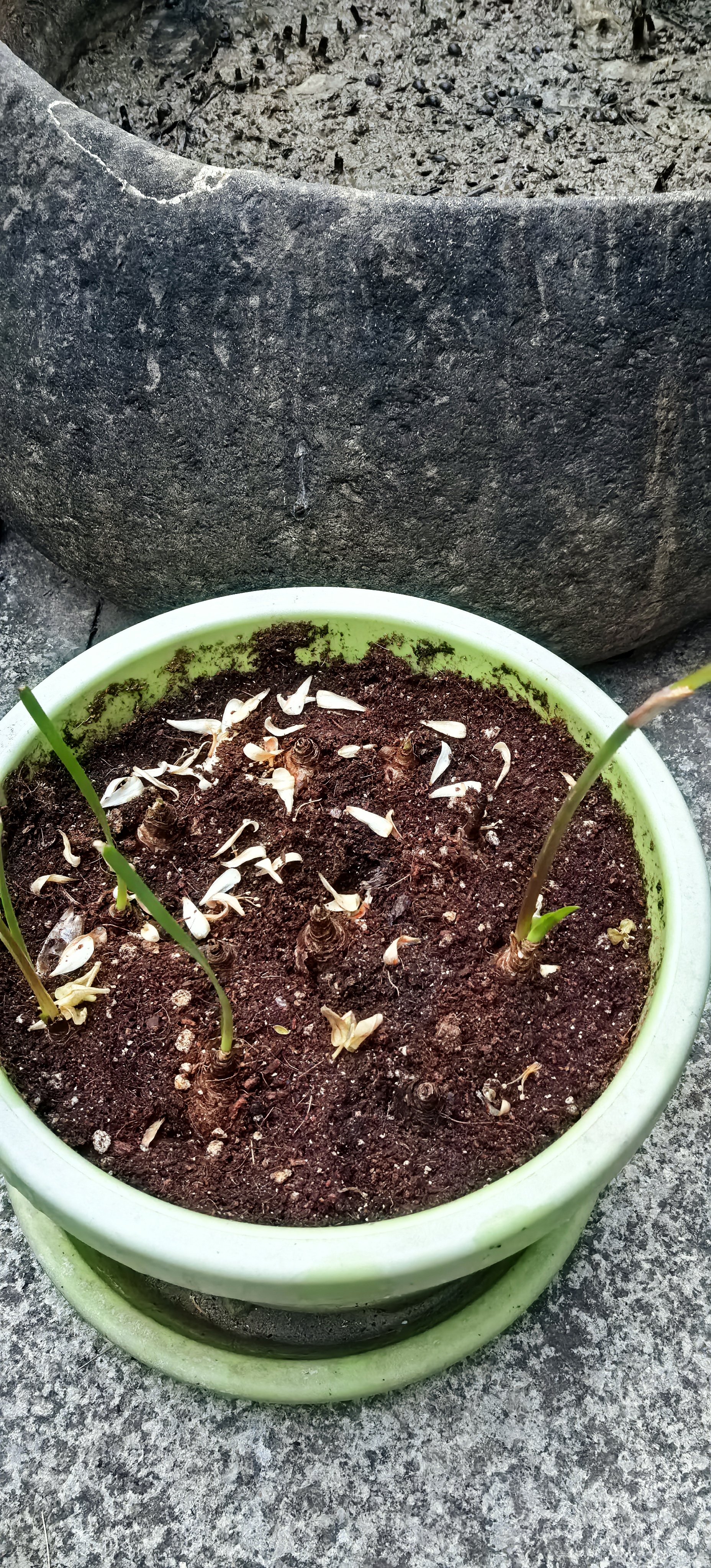 漫生活16L进口三角梅专用营养土花土园艺种菜土种植土花卉有机土绿植土 实拍图