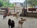 醇粹黑标狗粮无谷冻干犬粮大型犬成犬幼犬通用鸡肉鱼肉狗粮15kg囤货装 实拍图