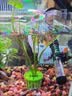 森森 超白玻璃小鱼缸HWK-280P裸缸款含底座小型造景水草缸金鱼缸 实拍图