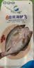 仙泉湖三去白蕉海鲈鱼1斤/条净膛刺少肉厚珠海特产500g海鲜水产生鲜食材 实拍图