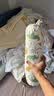 babycare婴儿安抚枕头宝宝多功能抱枕透气枕头6月-6岁-比奇角恐龙39*12cm 实拍图