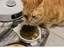 Orijen渴望猫粮 成猫幼猫粮 全价通用无谷原味鸡肉进口5.4kg效期27/1 实拍图