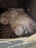 疯狂小狗中大型犬狗粮成幼犬40斤宠物边牧金毛拉布拉多鸡肉燕麦20kg囤货装 实拍图
