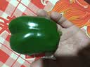 【爆款特价】甜椒菜椒青椒新鲜蔬菜肉厚大包装菜椒新鲜不辣 绿色甜椒 肉厚脆甜 现摘现发 山东螺丝椒净重4.7斤 实拍图