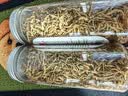印象堂茶叶花草茶礼盒礼物新花金银花茶凉茶泡水自己喝养生茶共一罐50g 实拍图
