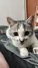 好主人金装好主人猫粮2.0 成猫幼猫蓝猫英短通用全价无谷冻干 【专研配方】金装幼猫粮2斤 实拍图