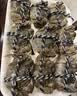 【礼券】姑苏渔歌大闸蟹礼券8888型公4.5两母3.5两4对8只送礼螃蟹卡券海鲜礼盒礼品卡 实拍图