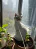 名创优品（MINISO）猫砂木薯豆腐混合猫砂强效除臭20斤京东自营送货上门4斤*5包 实拍图