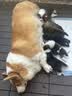 皇家狗粮 幼犬狗粮幼犬奶糕宠物中型犬MEJ32 全价犬粮 2-12月 4KG 实拍图