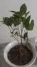桂花树苗盆栽室内四季桂花卉植物金桂丹桂庭院大树浓香型绿植开花 四季桂花高20-30cm高左右【原土球发货】 实拍图