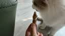 生生不息冻干小鸡脖宠物磨牙棒猫狗洁齿零食2.0升级版 100g 实拍图