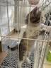 憨憨宠猫笼折叠猫笼子大号猫别墅加粗加密双层猫舍猫窝宠物猫咪用品家用 白色 600双层 实拍图