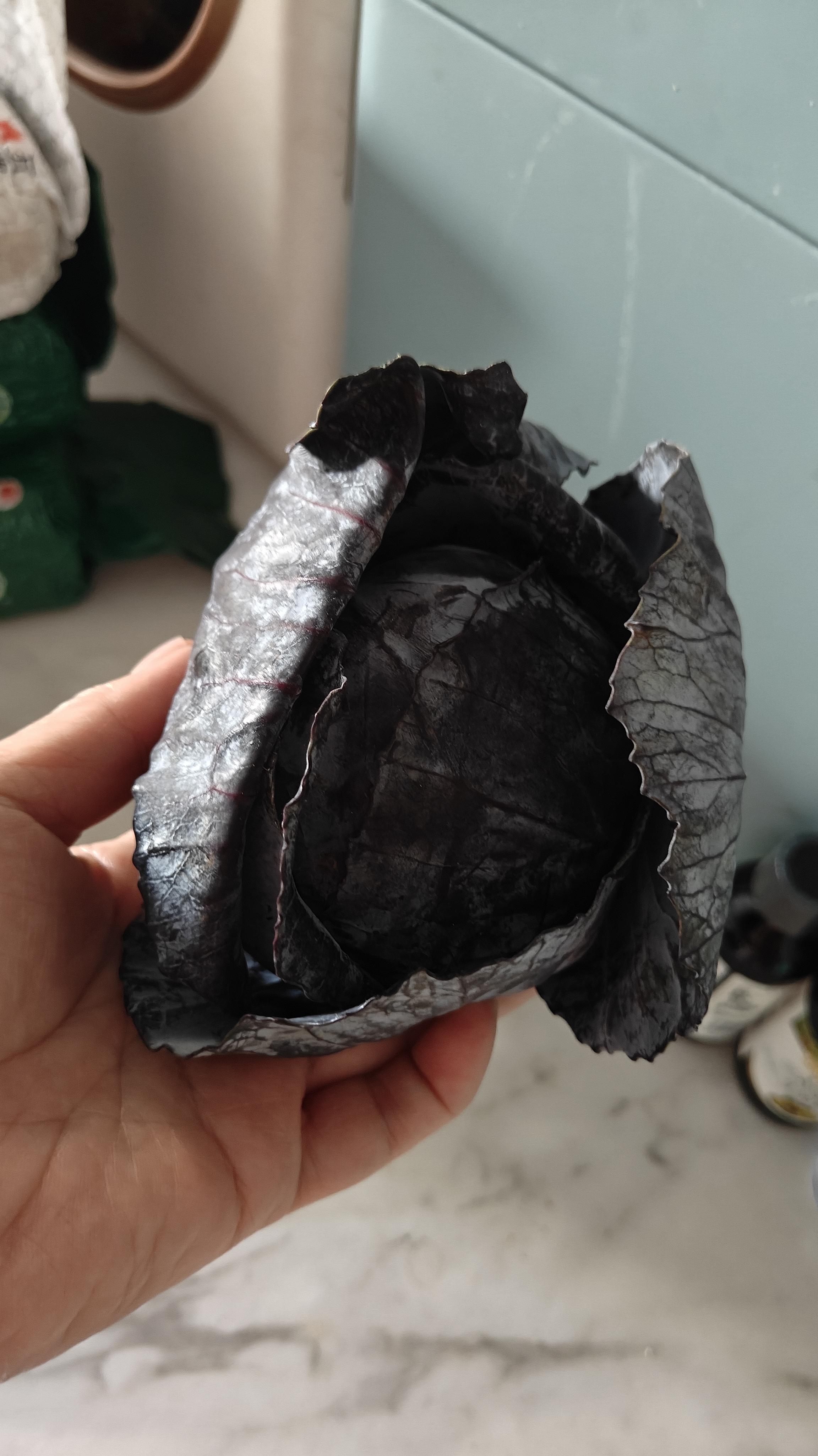 高山露天紫甘蓝新鲜紫包菜卷心菜花青素沙拉蔬菜包菜凉拌新鲜蔬菜 云南紫甘蓝净重3斤 【高山绿色种植】每日新鲜采收 实拍图