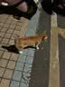 网易严选宠爱相伴全价猫粮 实惠宠物主粮成幼猫爱心公益 美毛护肠胃 1.8kg 实拍图