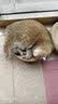 pidan猫砂 超细豆腐膨润土混合猫砂6.18KG*3包 整箱装皮蛋猫砂自营 实拍图