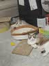 网易严选全价鲜鸡肉猫粮J40 生骨肉无谷主食冻干 成幼猫草本植萃1.5kg 实拍图