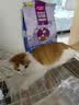 麦富迪猫粮 超肉粒冻干双拼幼猫粮免疫护肠胃 三文鱼2kg 实拍图
