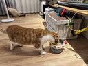 多特思猫罐头猫湿粮主食罐浓汤补水罐猫咪零食下午茶金瓜奶露60g*6罐 实拍图