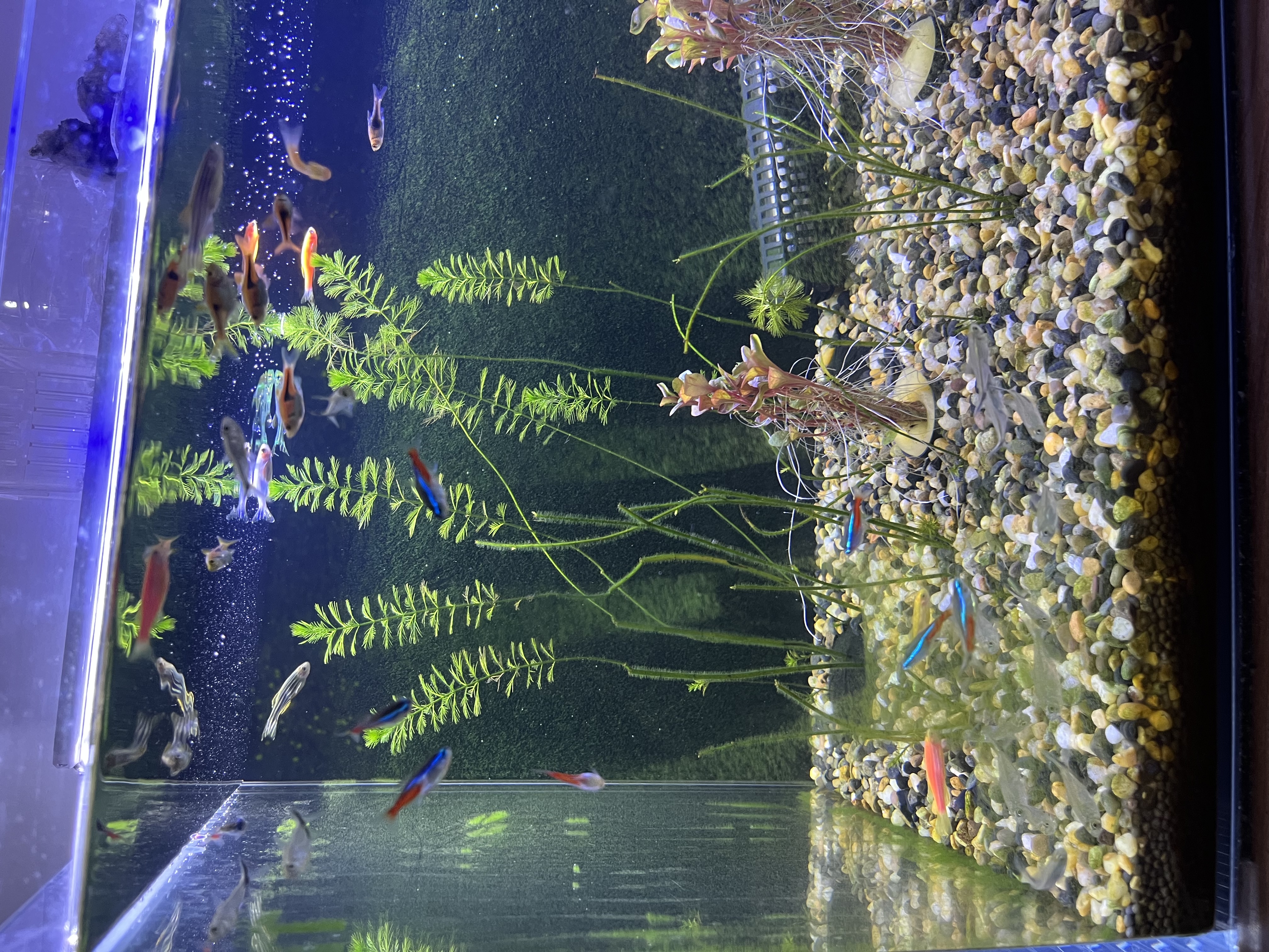 卡奇鱼 斑马鱼 淡水鱼 观赏鱼 小型观赏鱼 热带鱼 蝶翼斑马荧光好养易活 糖果斑马10条1.5-2.5cm最少3种色 实拍图