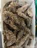 东上御品 塞拉利昂 斑节虾 海鲜水产 竹节虾 净重2斤10-20只-源头直发 实拍图