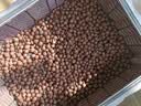 绿盼 陶粒球垫底5L花用园艺水培花盆养花专用颗粒小轻质多肉种铺面石 实拍图