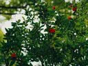松下（Panasonic）Lumix G100D M43画幅相机 M43卡口 微单相机 无反数码相机 G100D+【12-60mm白盒】单镜套装 实拍图