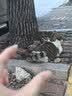 网易严选 猫薄荷小鱼饼干 幼猫零食成猫饼干 吐毛球逗猫零食洁齿磨牙零食 【兔肉磷虾】 95g*1罐 实拍图
