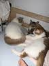皇家猫粮 成猫猫粮 去毛球 IH34 通用粮 12月以上 4.5KG 实拍图