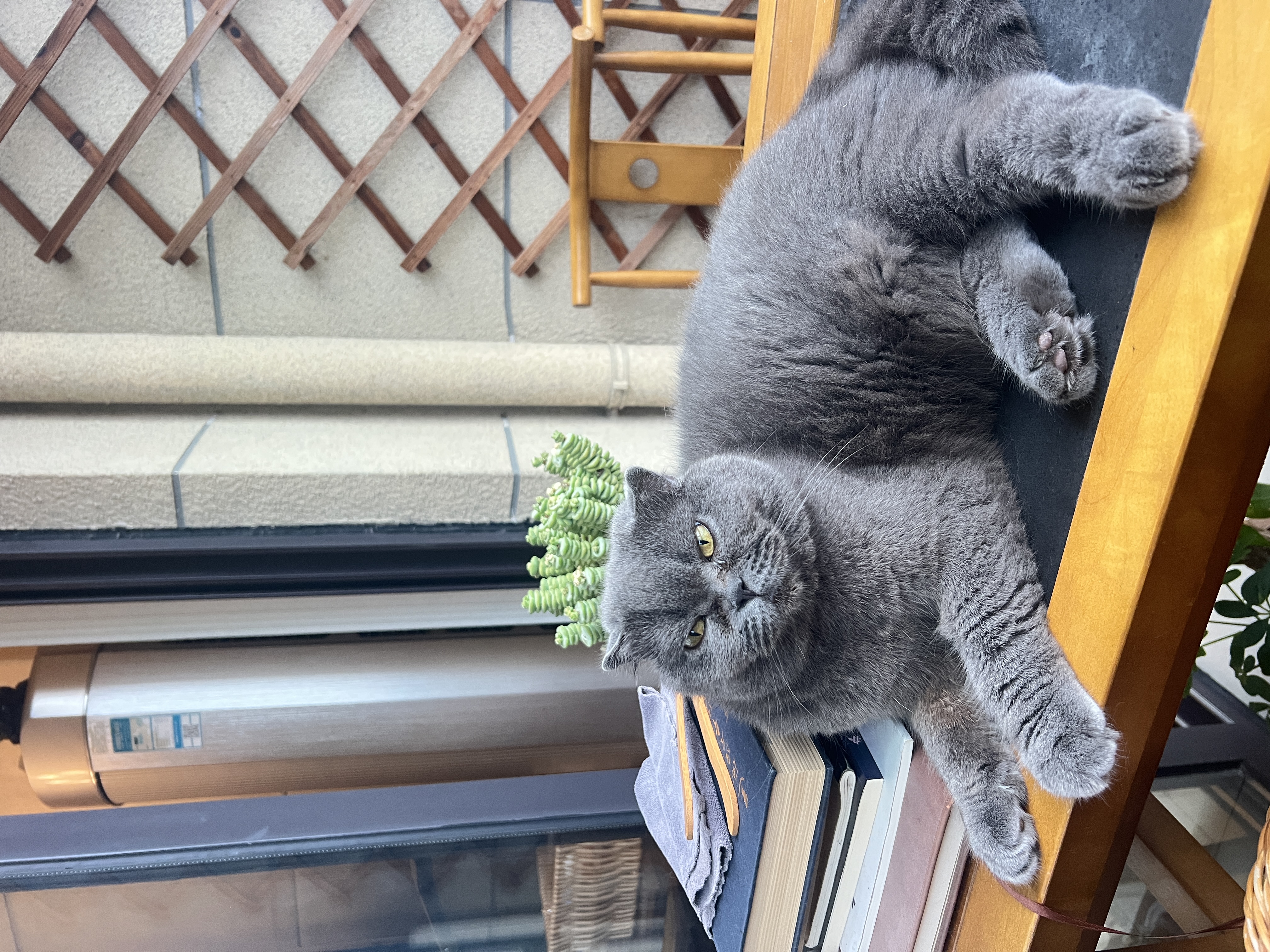 弗列加特猫粮 肠道养护 全价鲜肉天然粮 成猫粮乳鸽味2kg【宠物金选】 实拍图