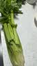 大芹菜约500g 实拍图