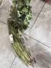 【火锅季】带根香菜100g 实拍图