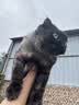 pidan猫砂 豆腐猫砂2.4kg*4包强力吸臭纯猫砂 可冲厕所非膨润土砂 实拍图