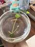 贝初众鱼缸生态缸中小圆形玻璃鱼缸加厚斗鱼缸金鱼缸懒人客厅桌面鱼缸 20*15*10cm 裸缸 实拍图