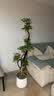 植男植女鸭脚木绿植客厅大型盆栽落地室内高级感真好养发财造型掌源头直发 实拍图