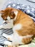 HELLOJOY狗垫子狗窝冬季保暖猫垫子宠物冬加厚猫窝睡觉用毛毯猫咪狗狗睡垫 实拍图