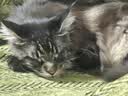 冠能猫粮成猫猫粮鸡肉味3.5kg 全价猫粮 稳固免疫 适口性强 实拍图